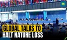 COP16: Biodiversity negotiations on the cards as nations meet in Rome | N18G