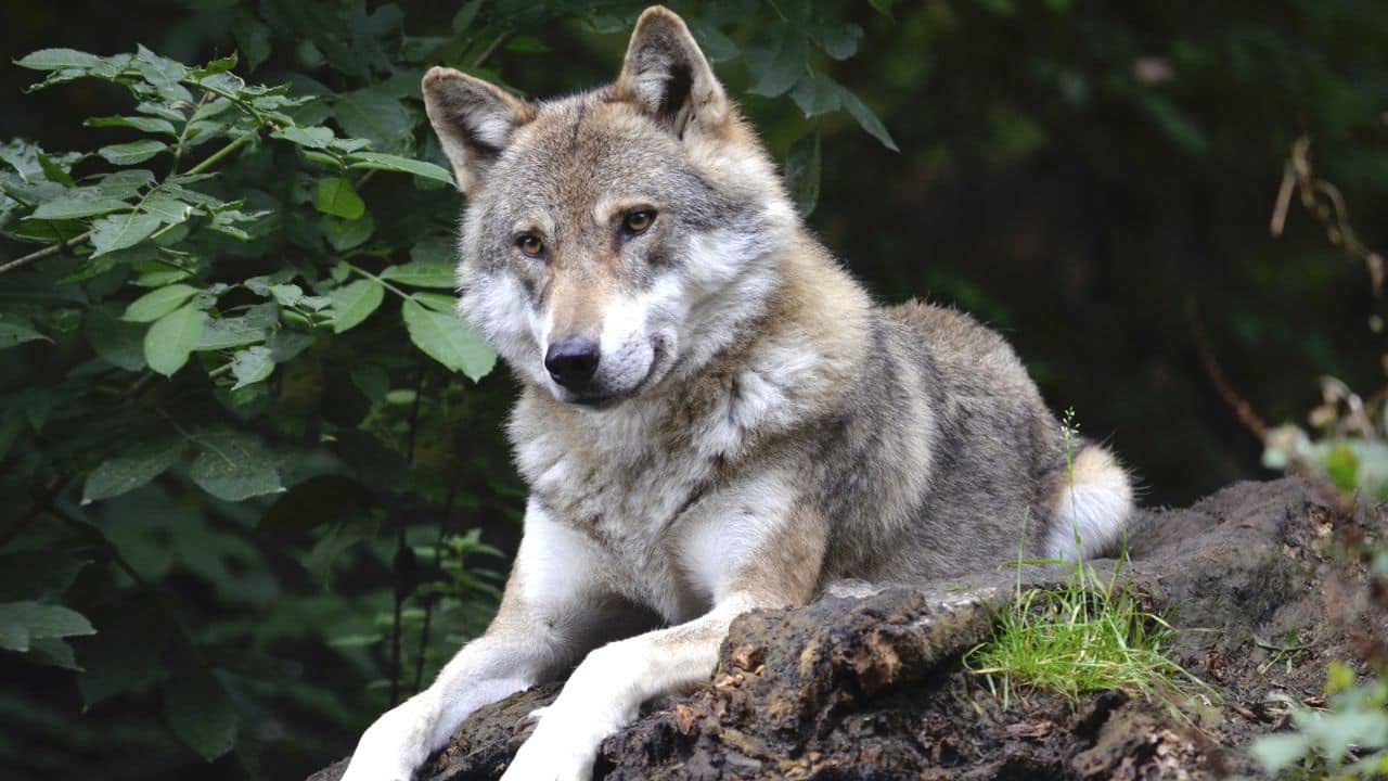 Wolves turned themselves into dogs for easy food access, but how? New study explains