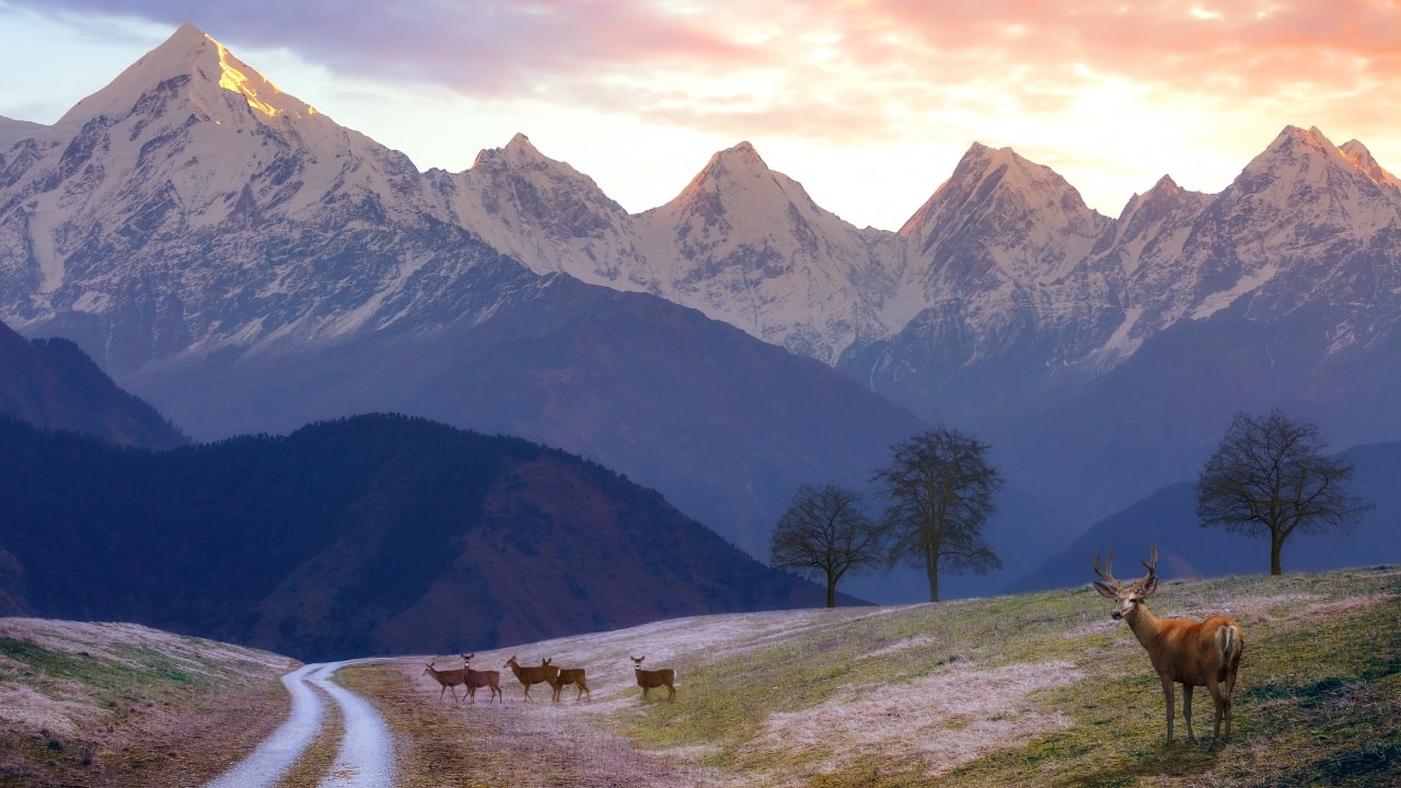 4. Munsiyari, Uttarakhand – A Snowy Wedding Wonderland Imagine exchanging vows against a backdrop of snow-capped Himalayan peaks. Munsiyari is an offbeat gem with breathtaking views, cozy wooden resorts, and a dreamlike winter wedding setting. (Image: Canva)