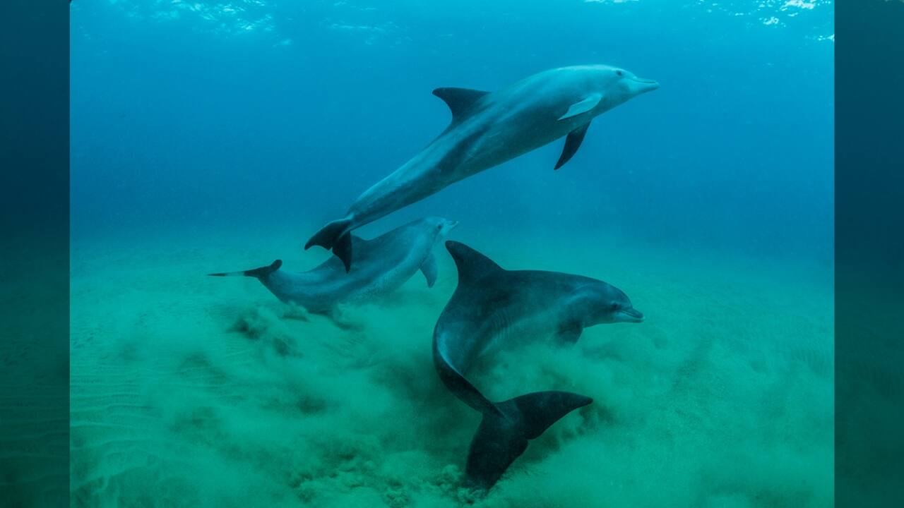 6. The Dance of the Dolphins - Ponta Do Ouro Marine Reserve, Mozambique Bottlenose dolphins slide elegantly over the Indian Ocean in the blue seas of the Ponta Do Ouro Marine Reserve in Mozambique. These clever and sociable animals are well-known for their complex social ties and light-hearted antics. The reserve offers a haven free from hazards such as habitat destruction and fishing net entanglement. World Wildlife Day reminds us of the vital need to preserve our oceans and safeguard the many marine animals depending on them for survival. (Image Credit: Thomas P. Peschak/National Geographic)