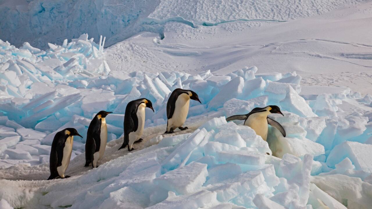 1. The Emperor’s March - Cape Washington, Ross Sea, Antarctica A queue of emperor penguins wanders over the frozen terrain of Antarctica. Resilience against hardship is embodied in these amazing animals, which survive the toughest circumstances on Earth. One of the biggest emperor penguin colonies in the world, Ross Sea's penguins negotiate hostile conditions and frigid seas. World Wildlife Day asks us to consider the critical role these penguins play in their environment and the importance of preserving their ecosystems. (Image Credit: Paul Nicklen/National Geographic)