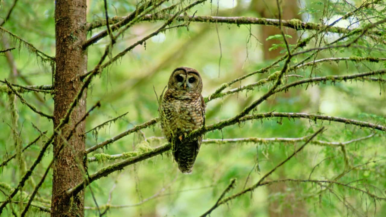 5. The Spotted Sentinel - Kalaloch Stand Site, Washington, United States Perched in the Kalaloch Stand Site's high trees, a northern spotted owl surveys Washington's rich woodlands. Renowned for its unique call and arresting appearance, this secretive bird represents the diversity of the Pacific Northwest. Because of habitat loss, the northern spotted owl has long been a focus of conservation efforts. Honoring World Wildlife Day, we consider the importance of keeping the woodlands these owls call home intact in the face of human encroachment. (Image Credit: James P. Blair/National Geographic)