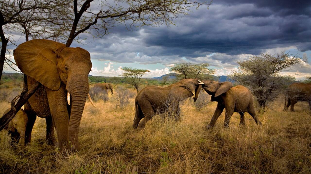 3. The Gentle Giants - Samburu National Reserve, Kenya Two teenage elephants playfully tussle in the middle of Samburu National Reserve in Kenya, vividly illustrating the intricate social networks of these clever creatures. From seed distribution to landscape modification, elephants are essential for preserving the ecology. In their interactions, these young elephants reflect the future of a species in danger from habitat loss and poaching. World Wildlife Day reminds us of the importance of protecting such incredible species and their habitats. (Image Credit: Michael Nichols/National Geographic)
