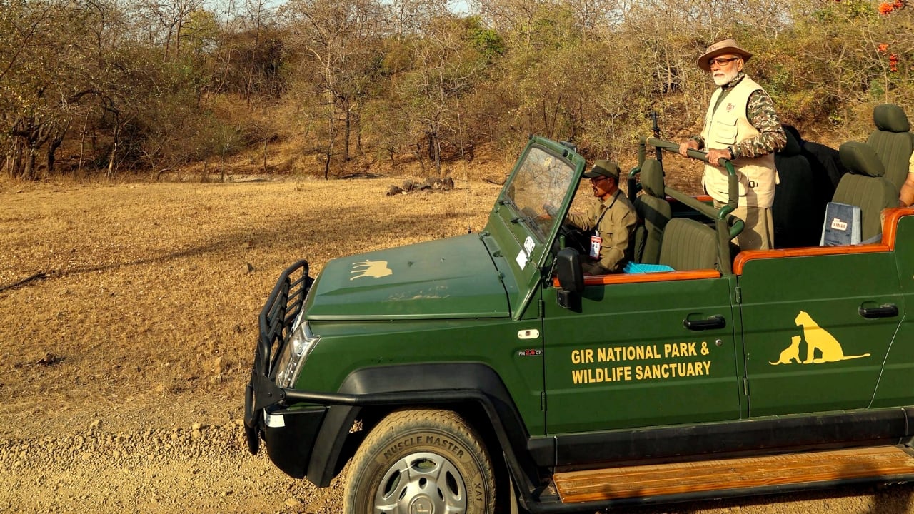 To celebrate World Wildlife Day, Prime Minister Narendra Modi embarked on an exciting lion safari in Gir National Park, Gujarat, on March 3, 2025. This global event serves as a reminder of the importance of raising awareness about wildlife conservation and the vital role animals play in maintaining ecological balance. (Image: PTI)