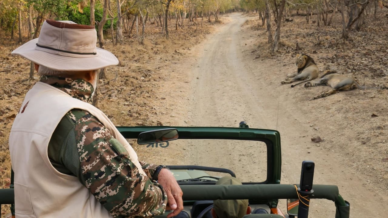 After arriving from Somnath, where he offered prayers at the Jyotirlinga temple, PM Modi spent the night at Sinh Sadan, a historic forest guest house managed by the Gujarat Forest Department. Early the next morning, he set out on the lion safari, fully immersed in the wild beauty of Sasan Gir. (Image: PTI)