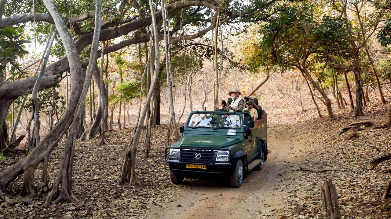 PM Modi's Exciting Safari Adventure Dressed in a camouflage safari outfit, PM Modi was seen with a camera, capturing breathtaking moments of Asiatic lions in their natural habitat. Accompanied by ministers and senior forest officials, the prime minister ventured deep into the Gir forest to witness firsthand the magnificent lions, which have made this region their last refuge. (Image: PTI)