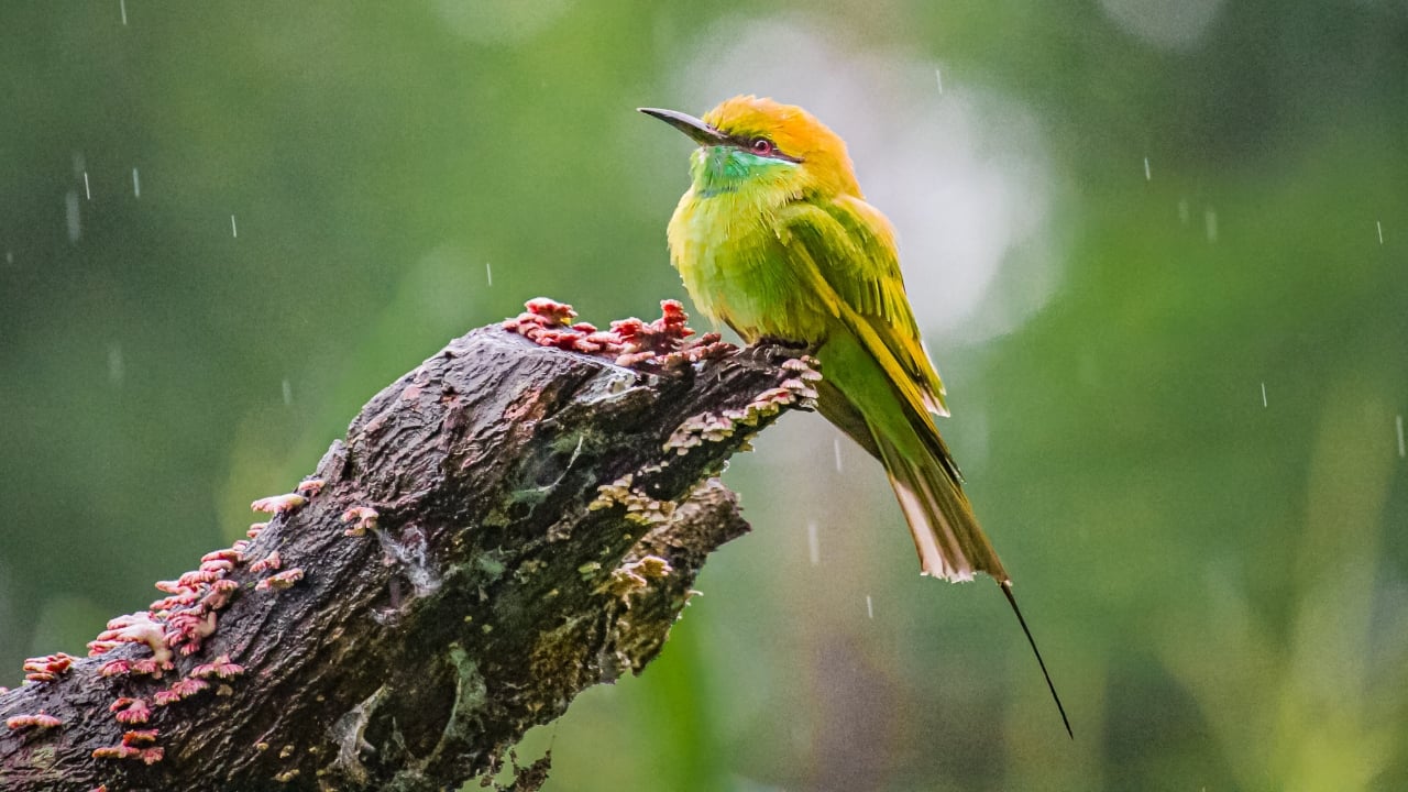 India's wilderness is far more vast and diverse than what Ranthambore or Jim Corbett offer. And what better day than World Wildlife Day 2025 to celebrate it? This day reminds us to appreciate and protect the incredible biodiversity that defines our planet. If you crave untouched landscapes and rare wildlife encounters, there’s a whole world beyond the usual travel trails. From herds of elephants roaming freely in Jharkhand to clouded leopards prowling through Arunachal’s dense forests, these hidden gems promise unforgettable experiences while supporting conservation efforts. Ready to embrace India's wild side? Let’s begin! (Image: Canva) India's wilderness is far more vast and diverse than what Ranthambore or Jim Corbett offer. And what better day than World Wildlife Day 2025 to celebrate it? This day reminds us to appreciate and protect the incredible biodiversity that defines our planet. If you crave untouched landscapes and rare wildlife encounters, there’s a whole world beyond the usual travel trails. From herds of elephants roaming freely in Jharkhand to clouded leopards prowling through Arunachal’s dense forests, these hidden gems promise unforgettable experiences while supporting conservation efforts. Ready to embrace India's wild side? Let’s begin! (Image: Canva)