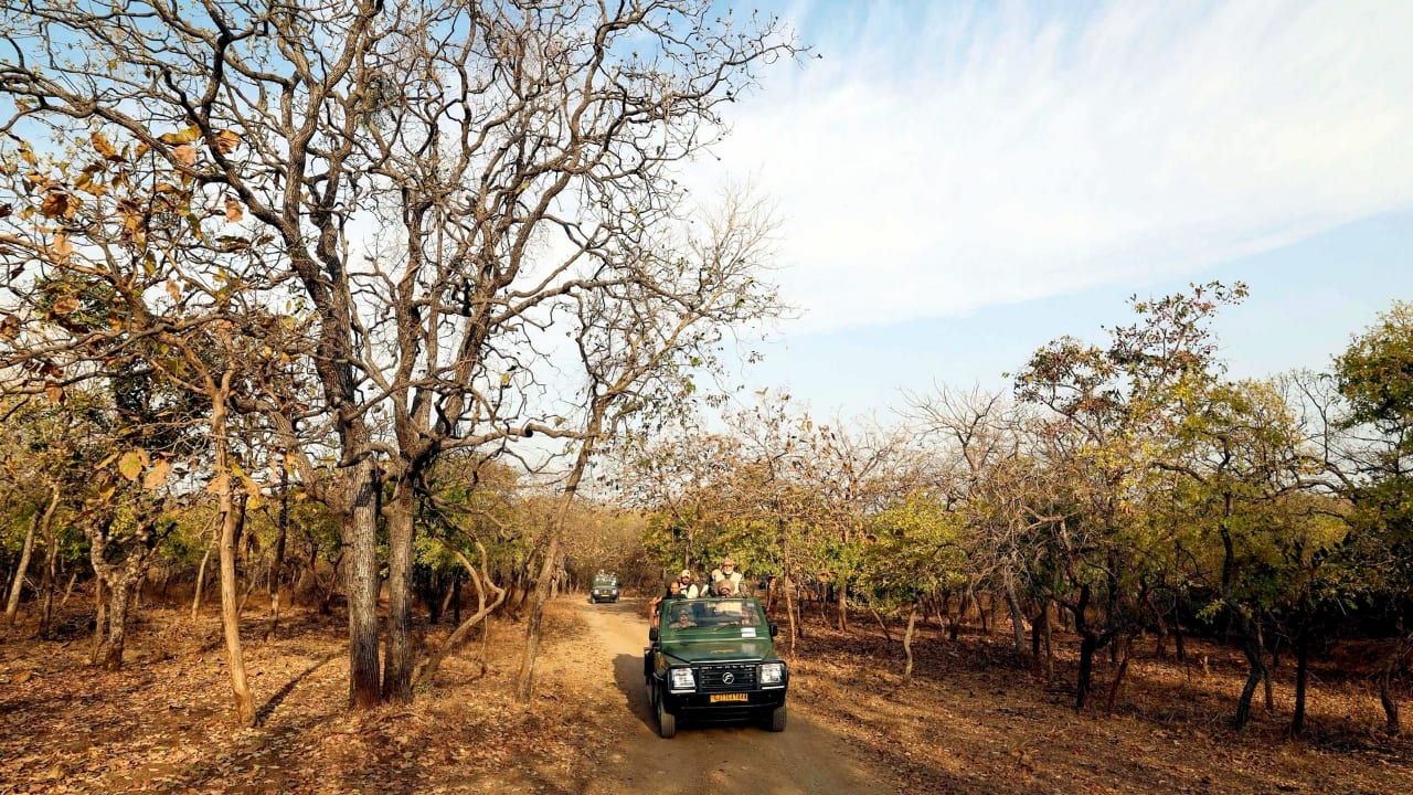 PM Modi Embarks on a Thrilling Lion Safari at Gir Wildlife Sanctuary on World Wildlife Day (Image: PIB)