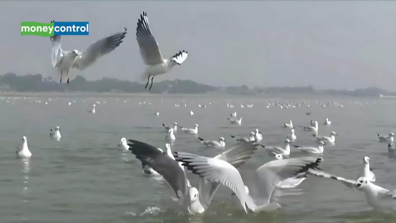 Siberian Birds Flock to Triveni Sangam, Uttar Pradesh