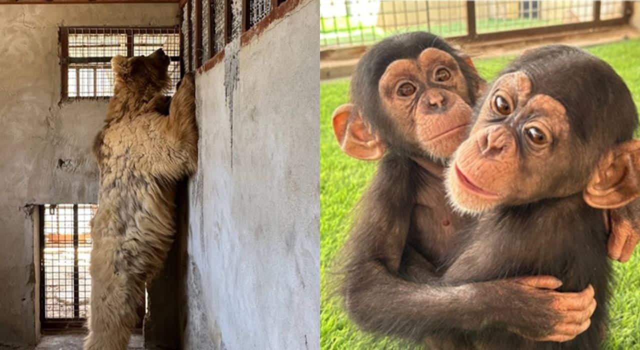 Second chance: Bahrain’s abandoned animals find hope through Vantara's rescue operation