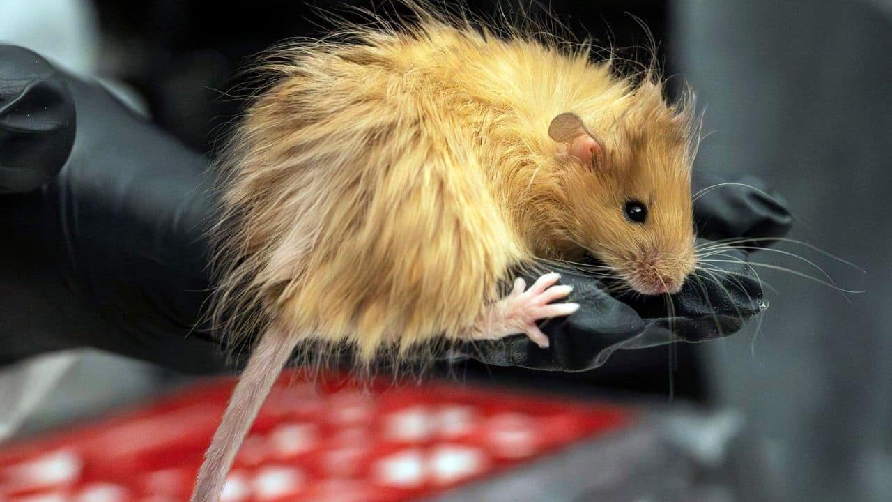Are we closer to reviving mammoths? Scientists create the first-ever woolly mouse with thick fur