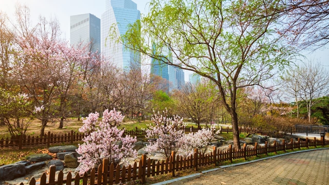 2. Yeouido Park, Seoul, South Korea Best Time: Early to Mid-April Cherry blossom season in Seoul is nothing short of magical, and Yeouido Park is where the city comes alive. Over 1,800 cherry trees line the banks of the Han River, creating a dreamy pink canopy. The Yeouido Cherry Blossom Festival features live music, street performances, and food stalls serving cherry blossom-themed treats. Stick around for the nighttime illuminations, where the blossoms glow beautifully against the city skyline. (Image: Canva)