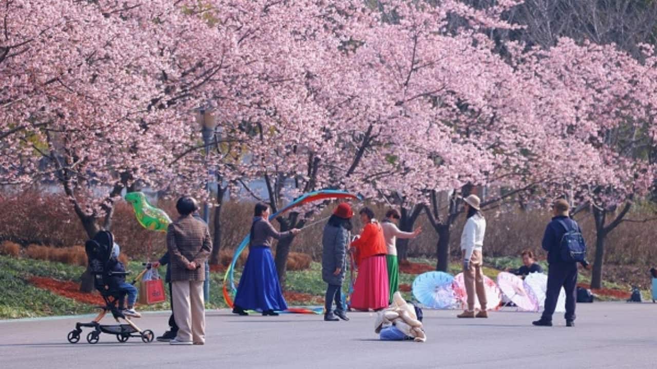 3. Gucun Forest Park, Shanghai, China Best Time: Mid to Late March Shanghai’s Gucun Forest Park is home to the largest cherry blossom park in China, with over 12,000 cherry trees covering vast green spaces. From Somei Yoshino to vibrant pink Yae-Zakura, the park hosts an annual Cherry Blossom Festival where visitors can stroll through tunnels of flowers and enjoy cultural performances. (Image: Shanghai)