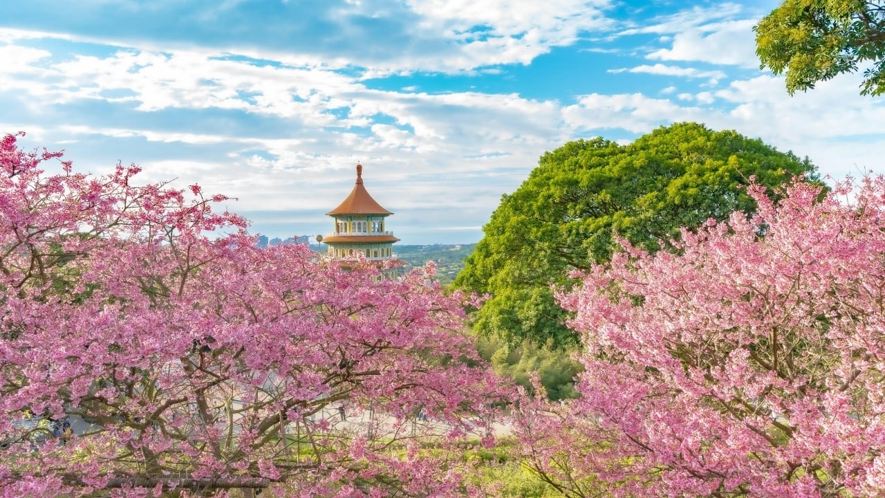 5. Taipei, Taiwan Best Time: March Beyond Yangmingshan, Taipei itself has some hidden cherry blossom gems. Head to Pingjing Street for a fairy-tale-like tunnel of blossoms, or visit Wuling Farm, where cherry trees bloom against a breathtaking mountain backdrop. (Image: Canva)