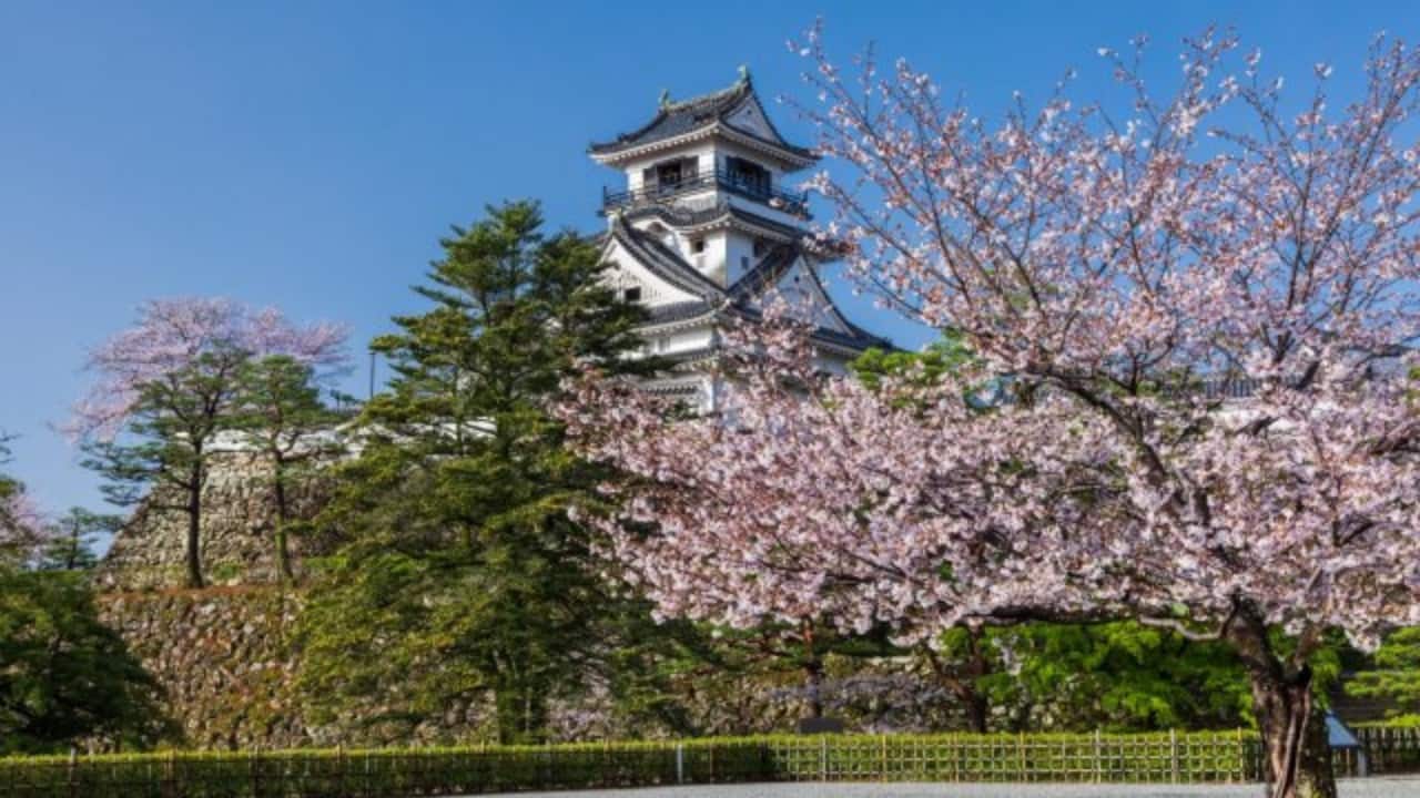 6. Kochi, Japan Best Time: Late March to Early April While Tokyo and Kyoto are packed with tourists during cherry blossom season, Kochi Prefecture offers a peaceful alternative. Makino Botanical Garden is one of the first places in Japan to see cherry blossoms, making it perfect for an early Hanami experience. Stroll through the lush gardens and enjoy the Sakura blooms without the crowds. (Image: Visit Kochi Japan)