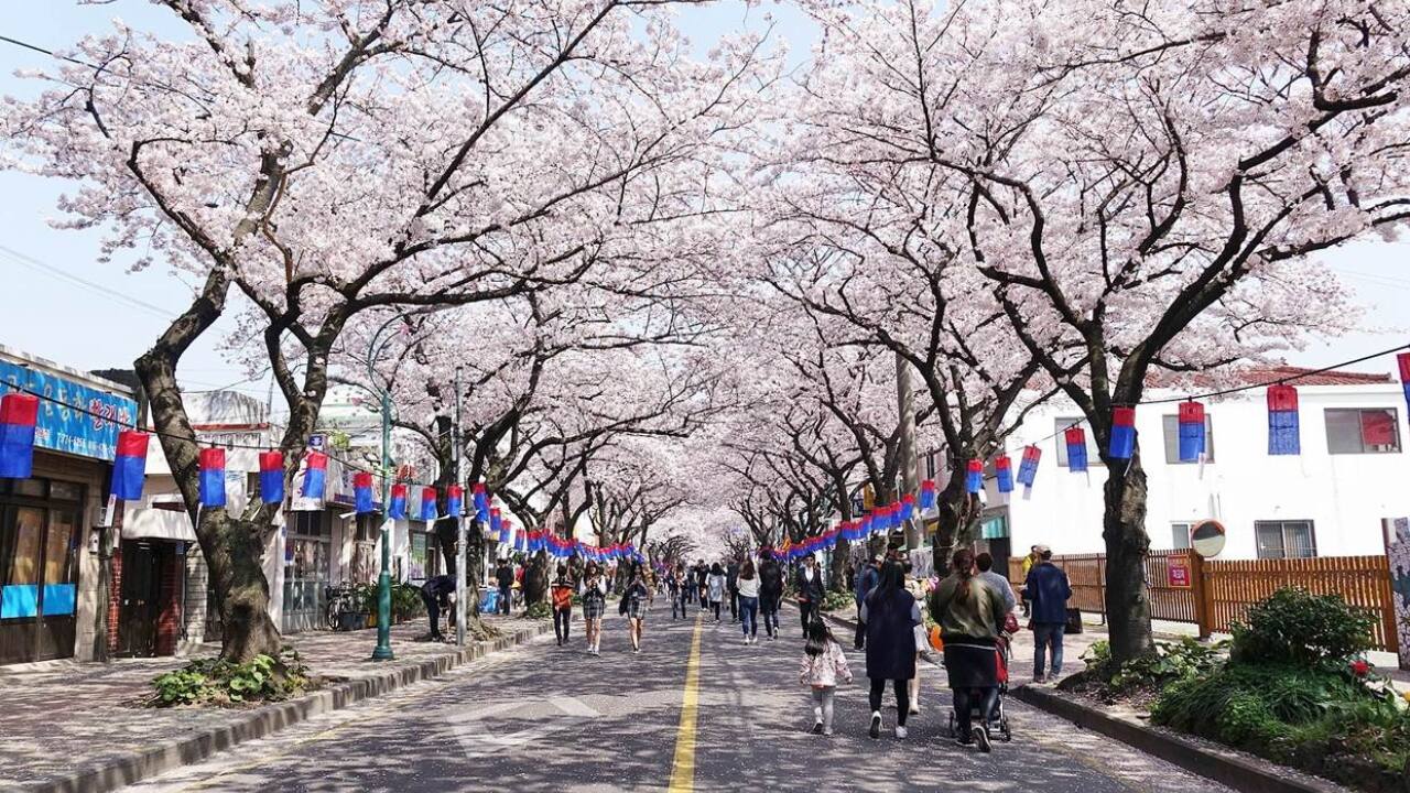 7. Jeju Island, South Korea Best Time: Late March to Early April Jeju Island is home to King Cherry Trees, which produce the largest and most vibrant cherry blossoms in the world. The Jeju Cherry Blossom Festival is a must-visit, featuring traditional hanbok-clad visitors, cultural performances, and lively night markets. The soft pink petals against Jeju’s volcanic landscapes create a truly mesmerizing sight. (Image: Visit Jeju)