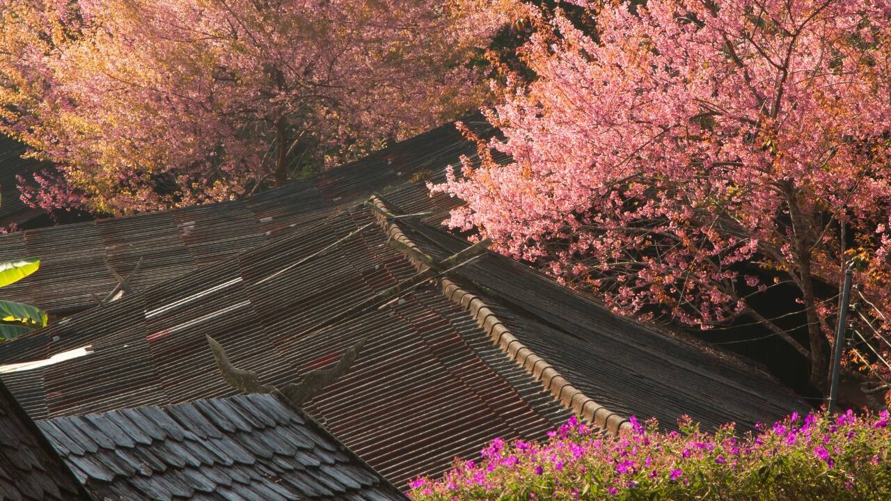 9. Chiang Mai, Thailand Best Time: Late December to Early February Thailand might not be the first place that comes to mind for cherry blossoms, but Chiang Mai’s wild Himalayan cherry trees put on a spectacular show. The best spots? Khun Chang Kian Highland Agriculture Research Center and Doi Suthep-Pui National Park, where the delicate pink flowers bloom against the lush, green mountains of northern Thailand. (Image: Canva)