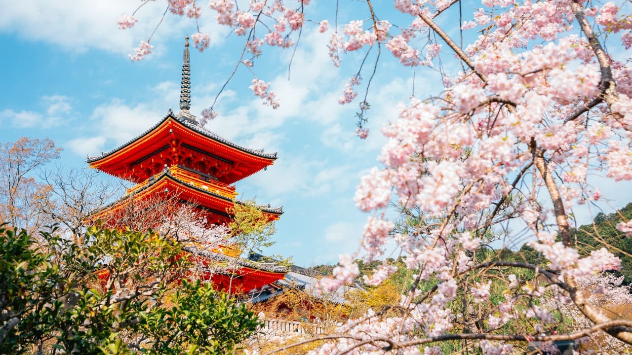 Which Cherry Blossom Destination Will You Visit in 2025? From Japan’s legendary Mount Yoshino to Vietnam’s hidden lakeside blooms and India’s autumn Sakura festival, Asia offers endless opportunities to experience cherry blossoms beyond the usual tourist trails. So, where will your next Sakura adventure take you? (Image: Canva)