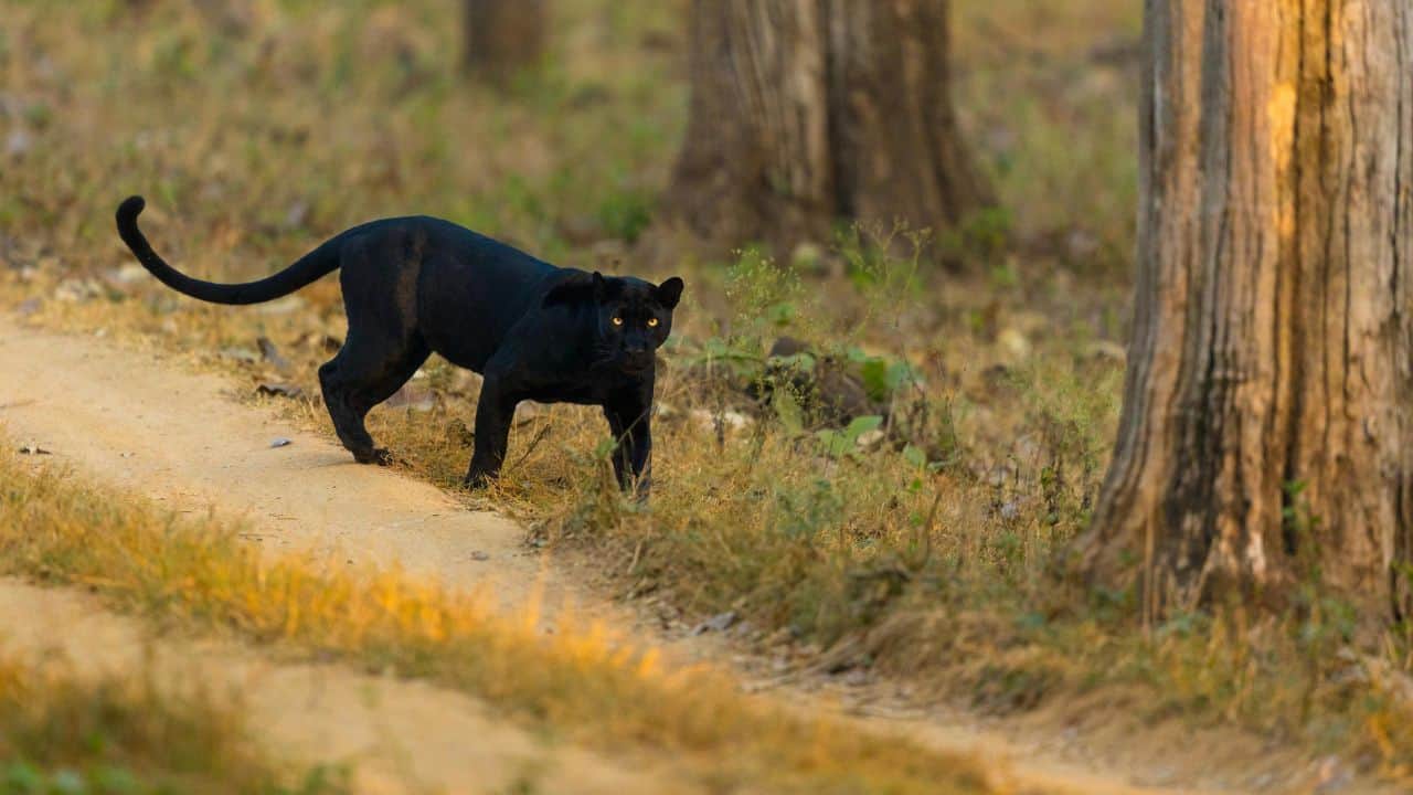 9 Must-Visit National Parks in Madhya Pradesh for Wildlife Lovers