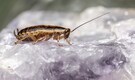 Cockroach milk: The next superfood or just a bugged-out trend?