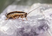 Cockroach milk: The next superfood or just a bugged-out trend?