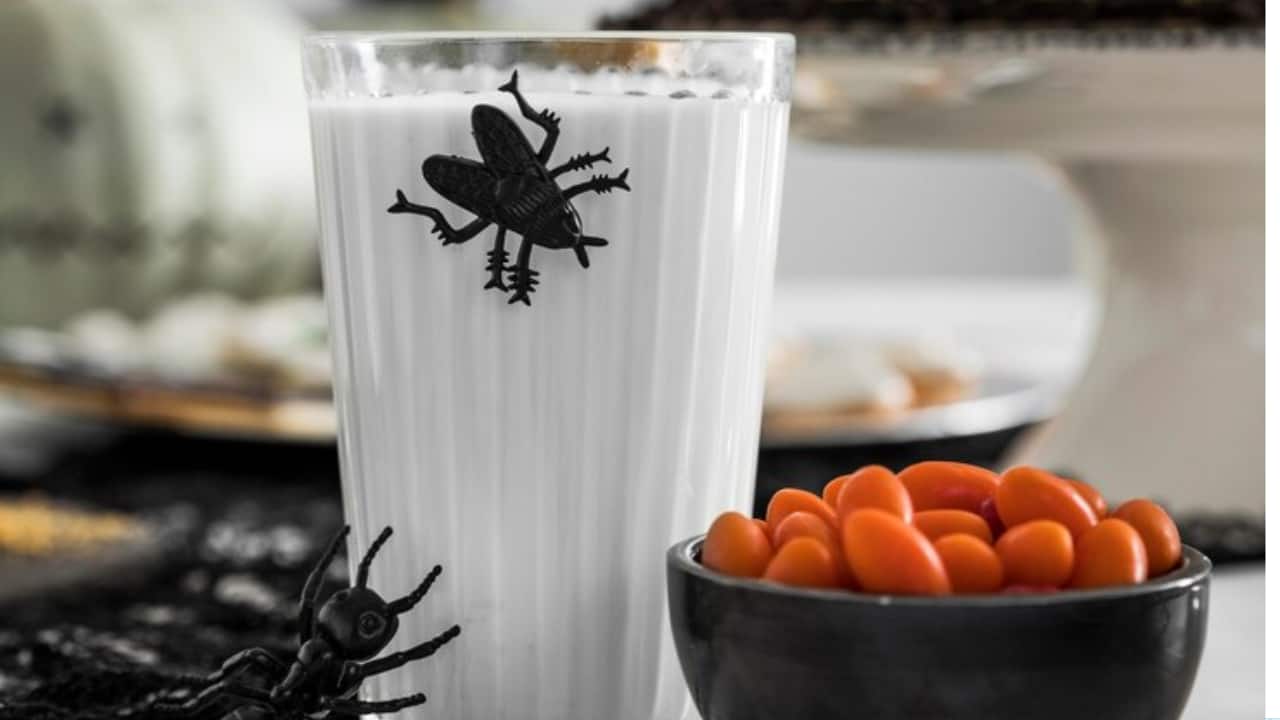 cockroach milk