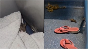 Railway passenger with Rs 2,000 AC ticket, spends 'sleepless night' with rats. Viral videos