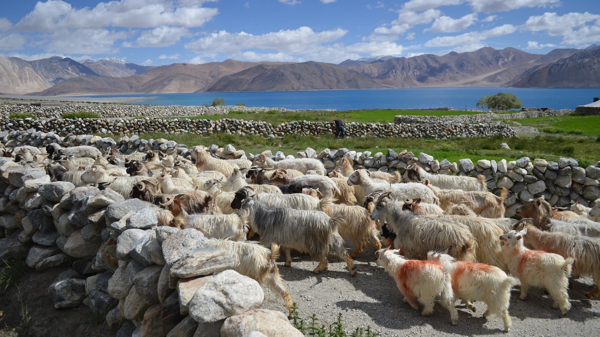 This illustrated kids' book explains where pashmina fiber comes from and the experience of being Tibetan in exile This illustrated kids' book explains where pashmina fiber comes from and the experience of being Tibetan in exile