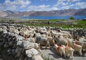 This illustrated kids' book explains where pashmina fiber comes from and the experience of being Tibetan in exile