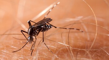 Symptoms of Chikungunya: Chikungunya symptoms range from high fever and extreme joint pain to rashes and muscle aches. These can last for weeks (Image: Canva)