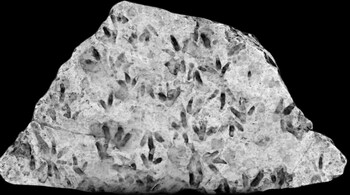 Dinosaur Footprint Discovery in Australian School Stuns Scientists (Image: University of Queensland)