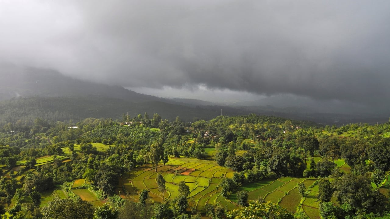 Koynanagar Rice Fields – Endless green landscapes, pure serenity. (Image: Canva)