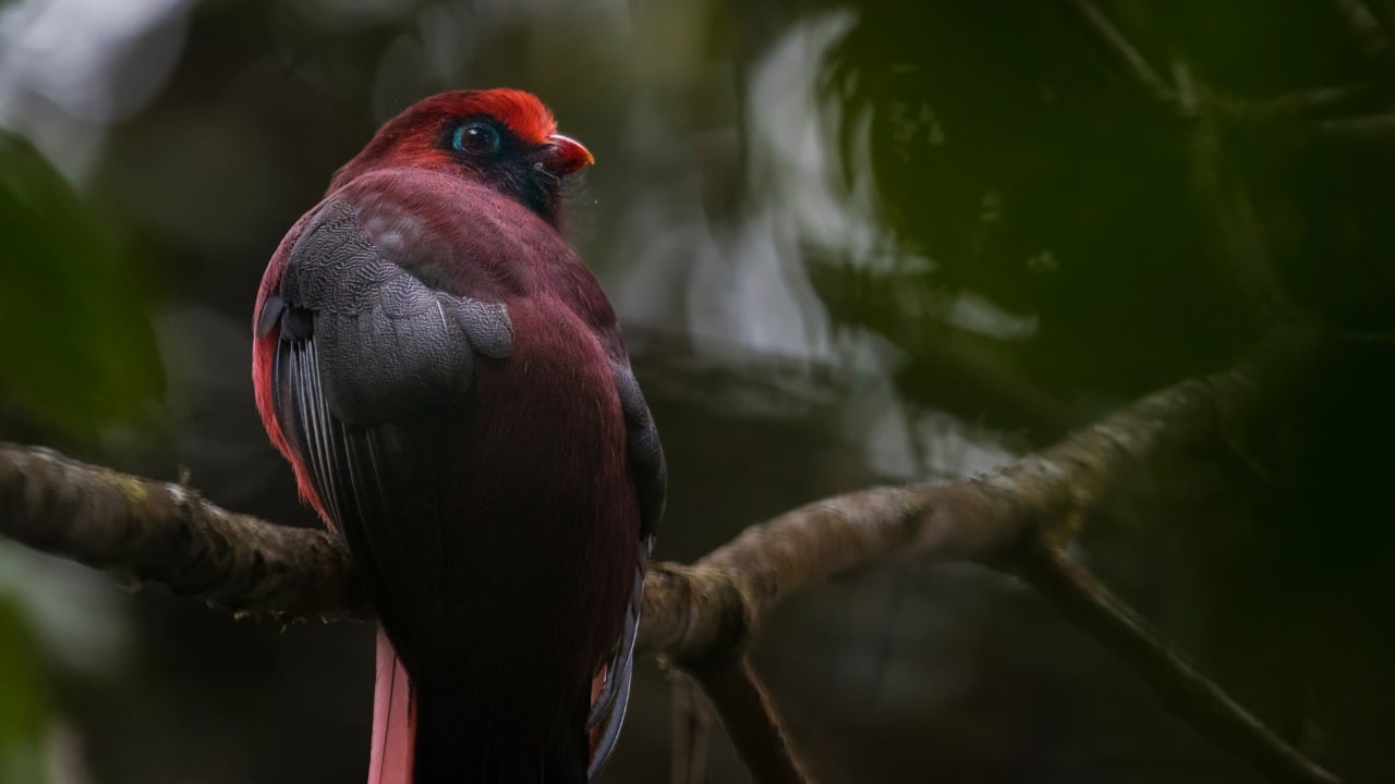 4. Eaglenest Wildlife Sanctuary, Arunachal Pradesh This hidden treasure in the Eastern Himalayas is a birdwatcher’s dream, home to over 450 species, including the rare Bugun Liocichla. Misty forests, winding trails, and an unmatched sense of solitude make it a must-visit. (Image: Canva)