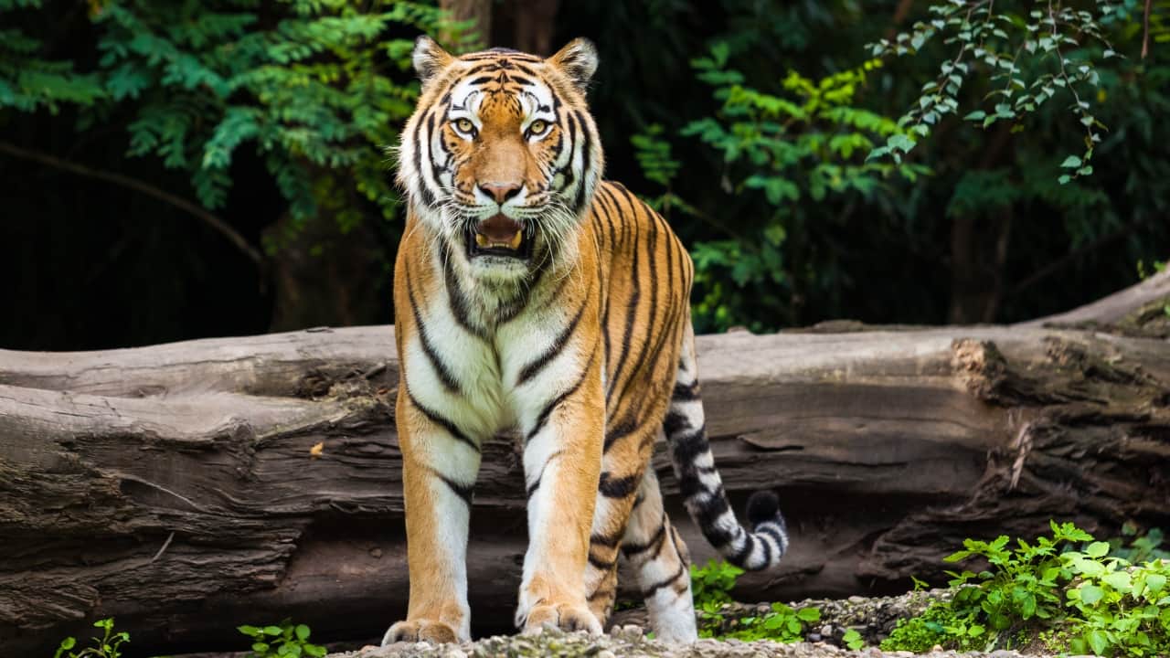 5. Papikonda National Park, Andhra Pradesh Flowing alongside the scenic Godavari River, this remote sanctuary is best explored by boat safari. The lush forests are home to tigers, leopards, and wild dogs, offering a thrilling yet peaceful escape into the wild. (Image: Canva)