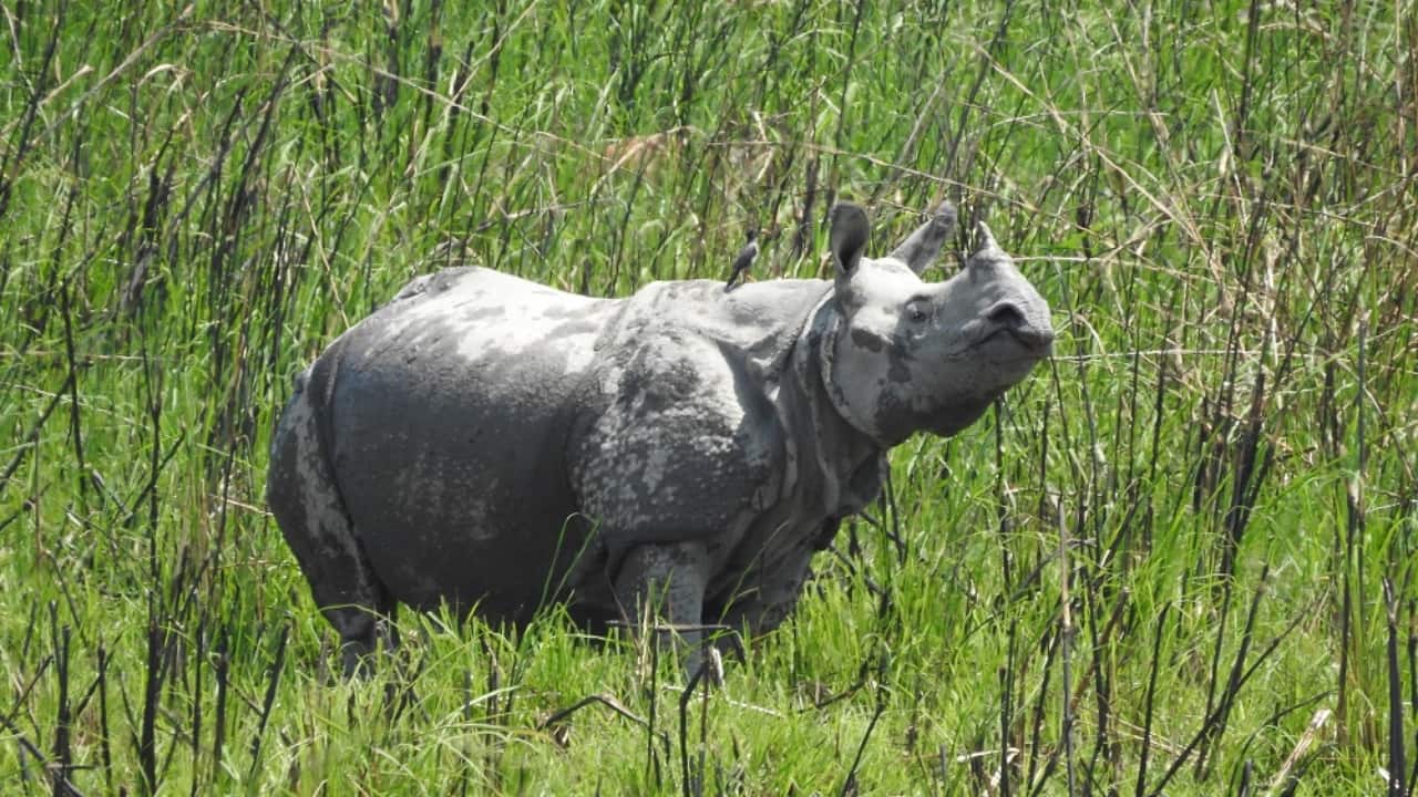 Orang National Park: The Ultimate Guide to Assam’s Hidden Wildlife Gem