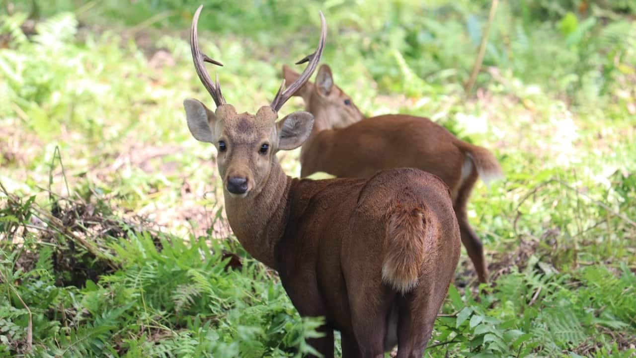 (Image: Orang National Park)