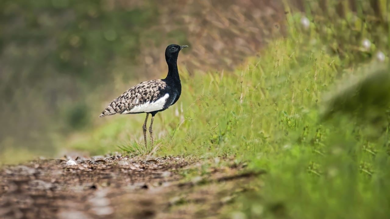A serene safari haven with rhinos, tigers, and rare birds. (Image: Orang National Park)