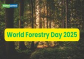World Forestry Day 2025: International Day of Forests date, theme, history and significance