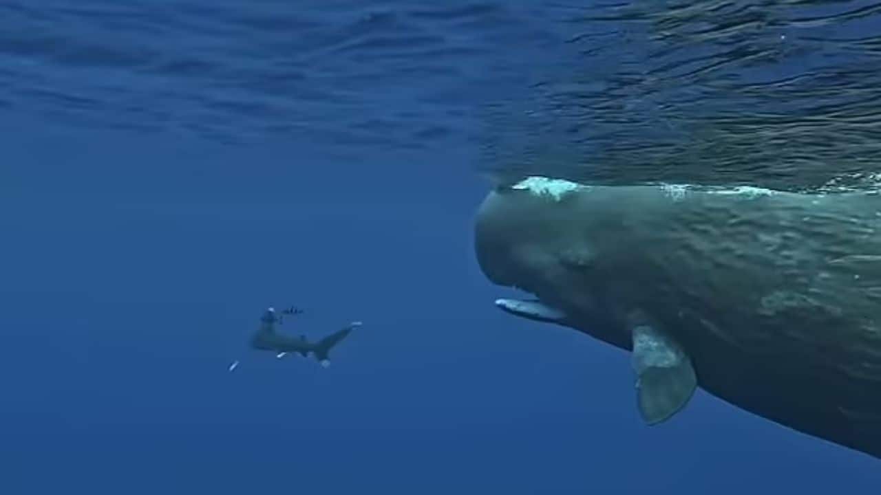 Two giant sperm whales protect diver from terrifying shark; video goes viral