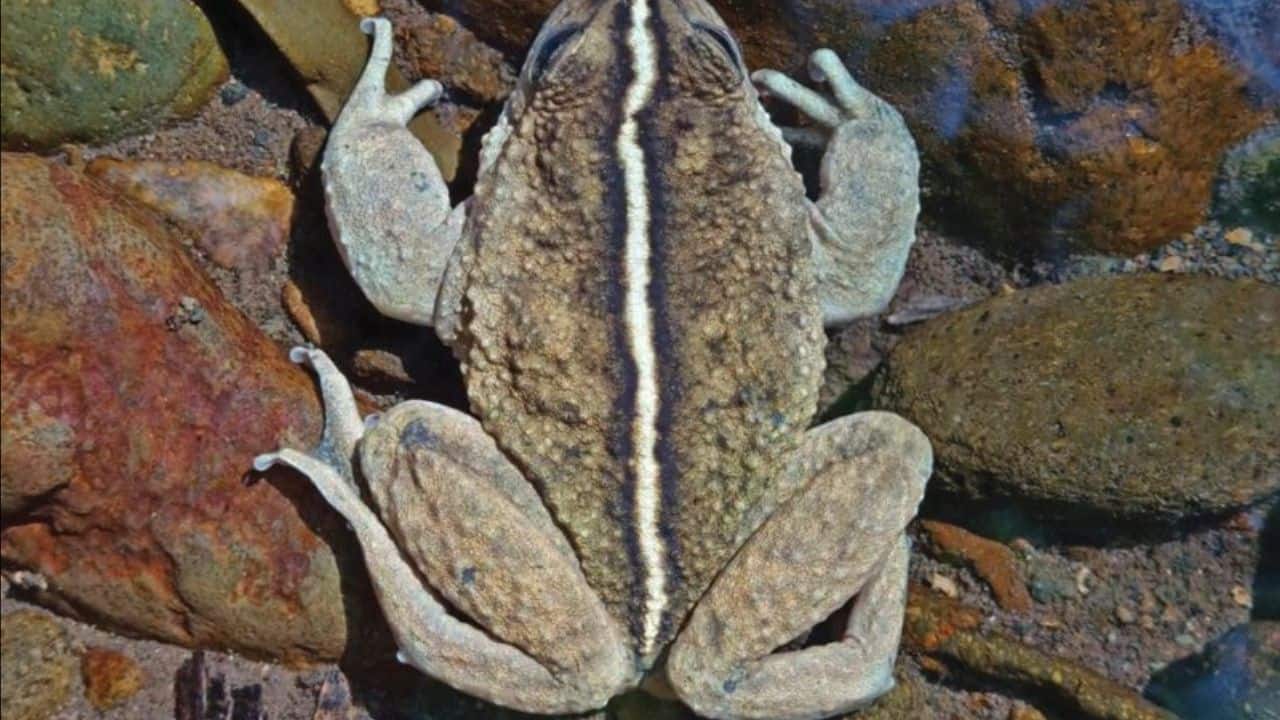 Elusive and rare frog rediscovered in Chile after 130 years