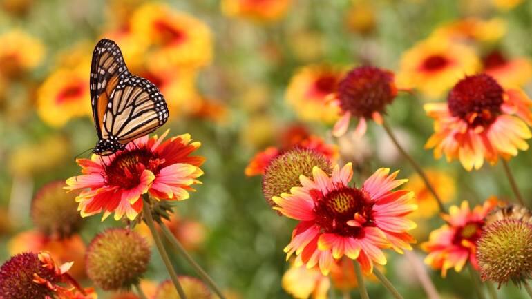 Instagram caption: Butterflies don’t chase, they attract, this spring be a butterfly