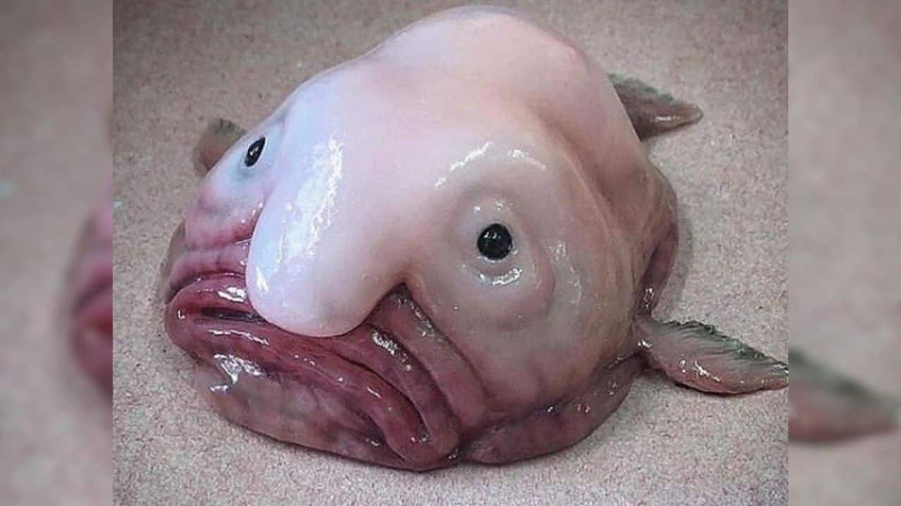 How Blobfish went from ‘Ugliest’ to 'Fish of the Year' in New Zealand