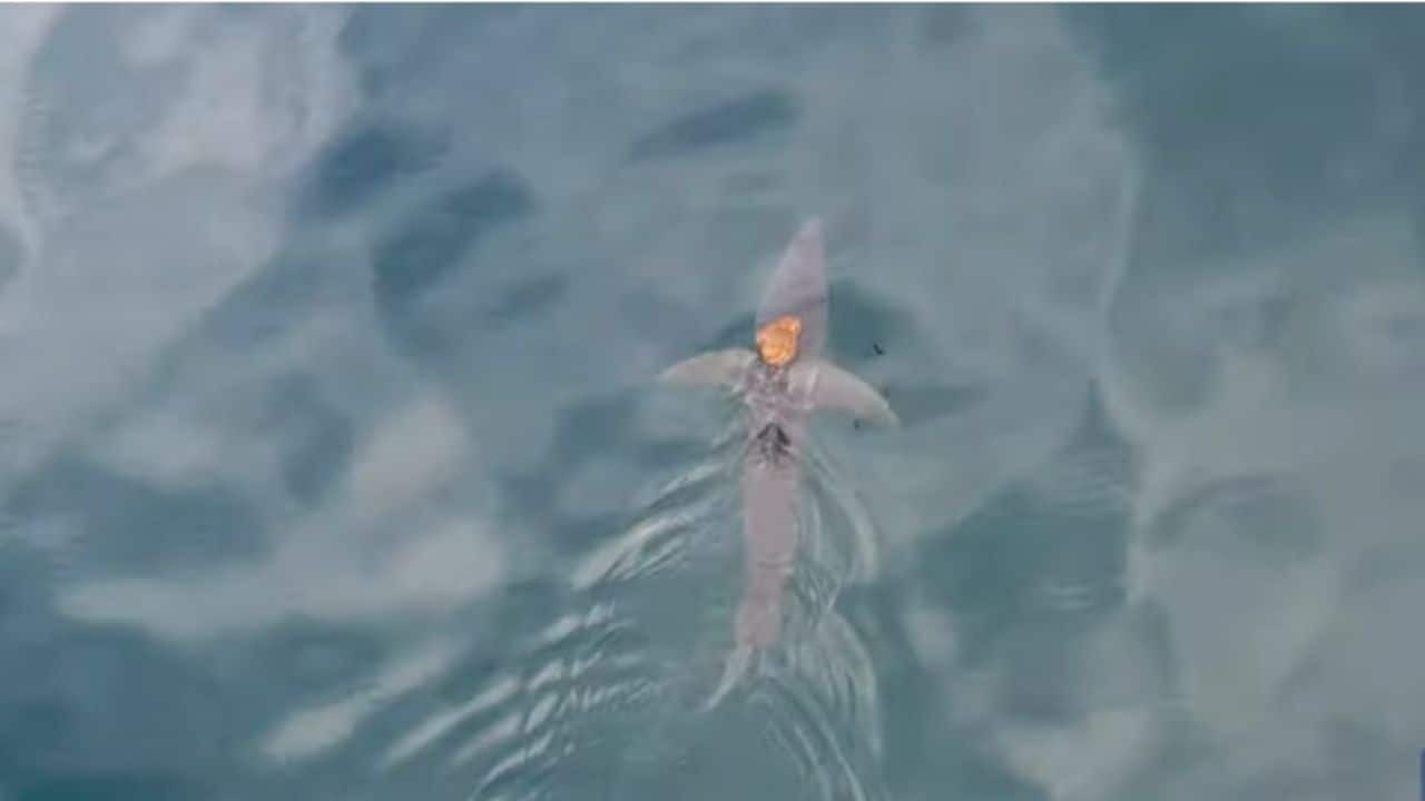 World’s fastest shark spotted giving a ride to an octopus on its back