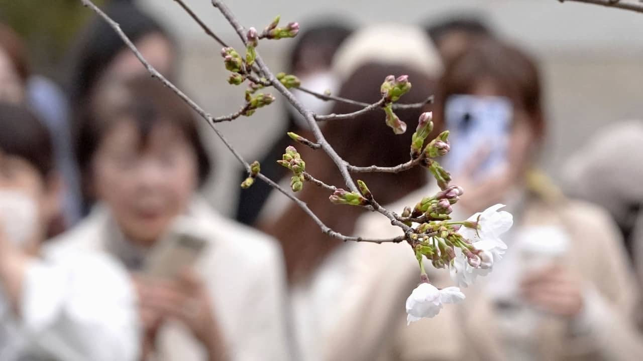The blooming Somei Yoshino cherry tree at the specimen tree at Yasukuni Shrine in Tokyo, Monday March 24, 2025. (Image: Kyodo Photo via AP)