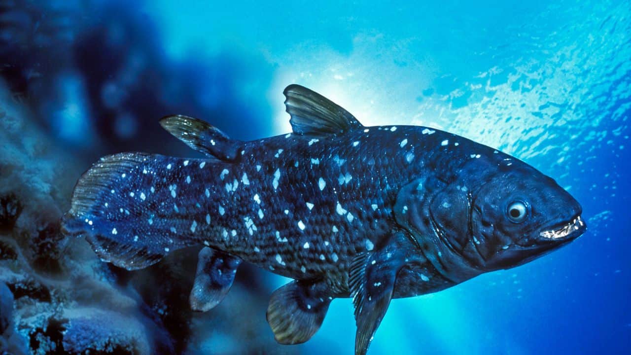 Coelacanth: World's oldest fish rediscovered after being lost for 60 million years