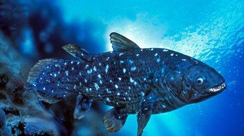 Coelacanth: The ‘Living Fossil’ That Defied Extinction for Millions of Years (Image: Canva)