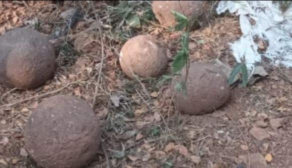 Old Goa tourism project halted after discovery of 'Portuguese-era' cannonballs