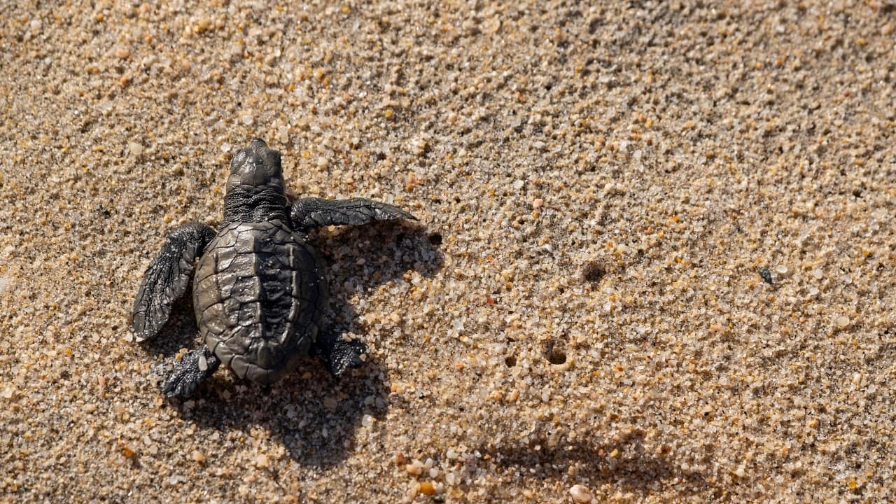 Velas Turtle Festival 2025 in Ratnagiri: Witness the Magic of Olive Ridley Turtle Hatchlings