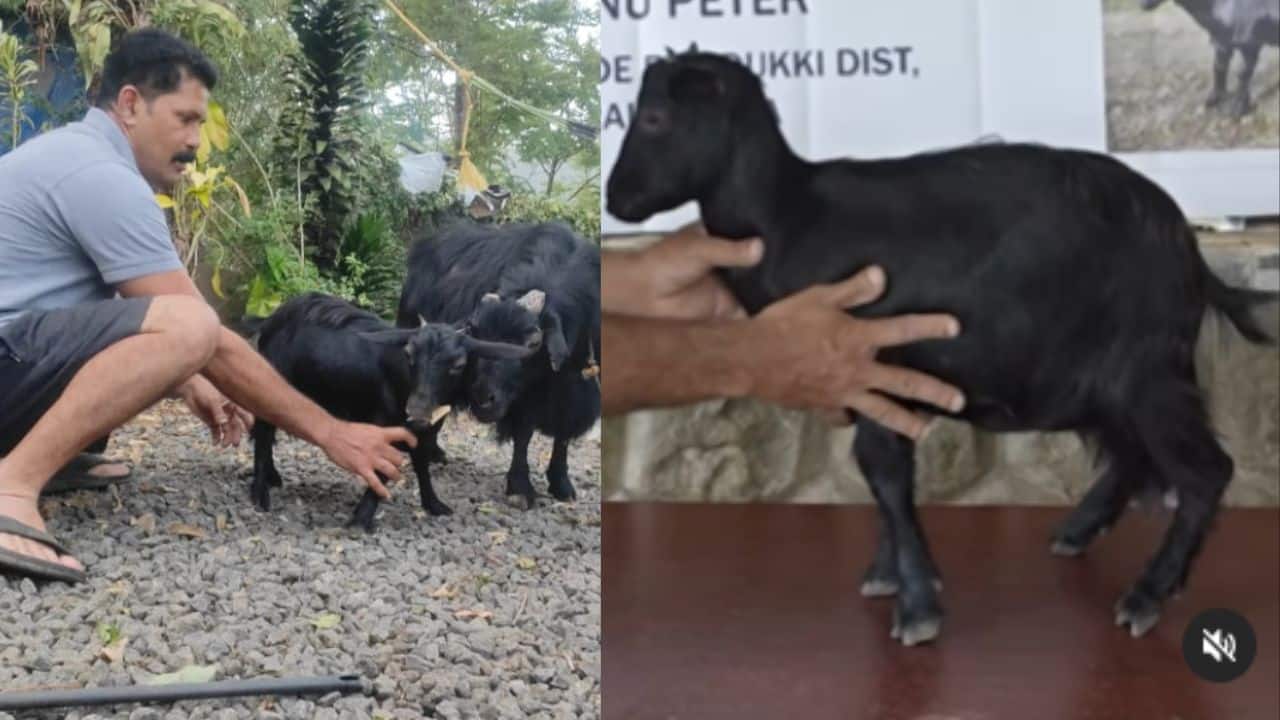 Meet Karumbi: Kerala farmer’s tiny pet sets Guinness World Record as the shortest living goat
