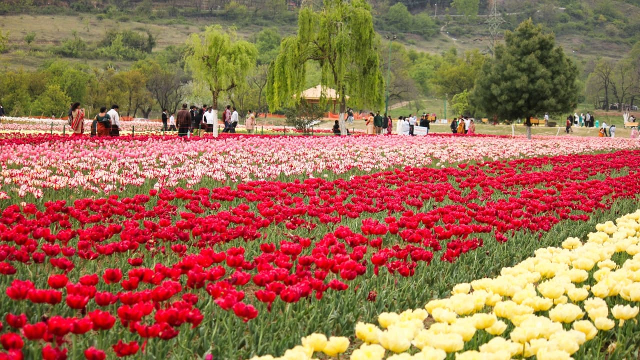 Asia’s Largest Tulip Garden in Srinagar to Open for Tourists on March 26 with Stunning Spring Bloom